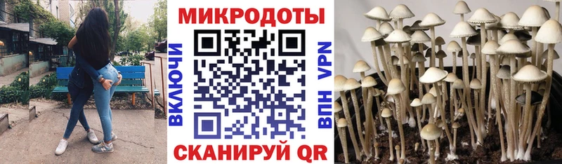Псилоцибиновые грибы мицелий  ссылка на мегу вход  Ленинск-Кузнецкий  купить закладку 